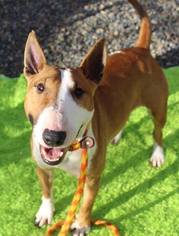 Bull Terrier Dogs for adoption in Los Banos, CA, USA