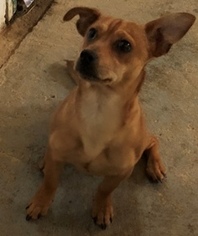Chiweenie Dogs for adoption in Sistersville, WV, USA