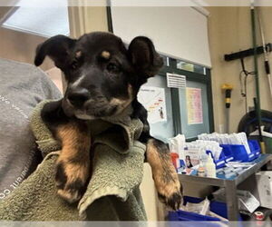 German Shepherd Dog Dogs for adoption in Pasadena, CA, USA