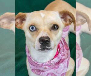 Jack Chi Dogs for adoption in Kennesaw, GA, USA