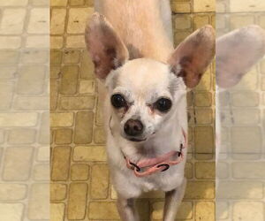 Chihuahua-Unknown Mix Dogs for adoption in Mooresville, NC, USA