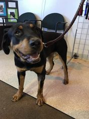 Rottweiler-Unknown Mix Dogs for adoption in Grass Valley, CA, USA