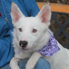 Australian Eskimo Dogs for adoption in Garfield Heights, OH, USA