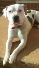 Medium Photo #1 American Pit Bull Terrier Puppy For Sale in Rustburg, VA, USA