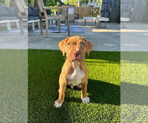 Boxer-Unknown Mix Dogs for adoption in west Palm Beach, FL, USA