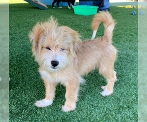 Mutt Dogs for adoption in Agoura Hills, CA, USA
