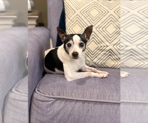 Chihuahua-Unknown Mix Dogs for adoption in Pensacola, FL, USA