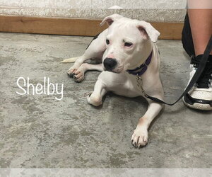 American Staffordshire Terrier-Unknown Mix Dogs for adoption in Oakhurst, NJ, USA