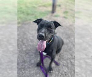 Labrador Retriever Dogs for adoption in Corpus Christi, TX, USA