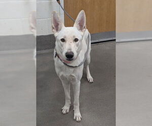 German Shepherd Dog Dogs for adoption in Forestville, MD, USA