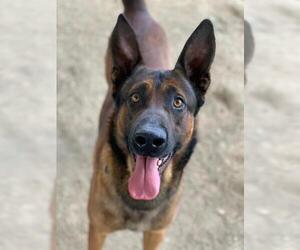 German Shepherd Dog Dogs for adoption in Riverside, CA, USA