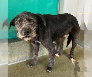 Mutt Dogs for adoption in San Antonio, TX, USA