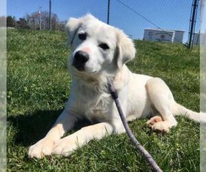 Golden Retriever Dogs for adoption in Forest, VA, USA