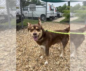 Siberian Husky-Unknown Mix Dogs for adoption in Forestville, MD, USA