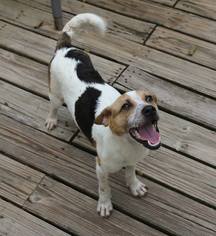 Jack-A-Bee Dogs for adoption in Nesbit, MS, USA