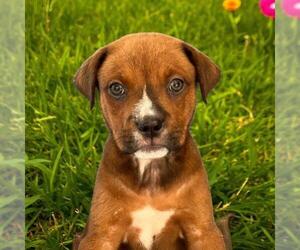 Labrador Retriever-Unknown Mix Dogs for adoption in San Diego, CA, USA