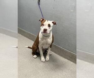 American Pit Bull Terrier-Unknown Mix Dogs for adoption in Las Vegas, NV, USA