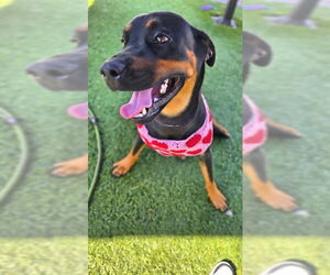 Rotterman Dogs for adoption in Downey, CA, USA