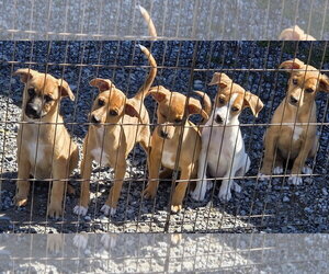 Mutt Dogs for adoption in Unionville, PA, USA
