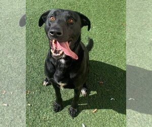 Labrador Retriever-Unknown Mix Dogs for adoption in Rockwall, TX, USA