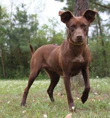 Greyhound-Rhodesian Ridgeback Mix Dogs for adoption in Jefferson, TX, USA