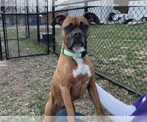 Boxer-Unknown Mix Dogs for adoption in Millersville, MD, USA