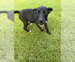 Mutt Dogs for adoption in Mount Pleasant, SC, USA