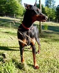 Doberman Pinscher Dogs for adoption in Battle Ground, WA, USA