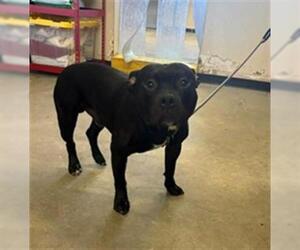 American Staffordshire Terrier Dogs for adoption in Camarillo, CA, USA
