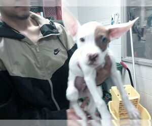 American Pit Bull Terrier-Unknown Mix Dogs for adoption in Oklahoma City, OK, USA