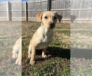Labrador Retriever-Saint Bernard Mix Dogs for adoption in Aurora, IN, USA