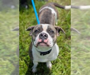 American Staffordshire Terrier-Unknown Mix Dogs for adoption in Fort Lauderdale, FL, USA