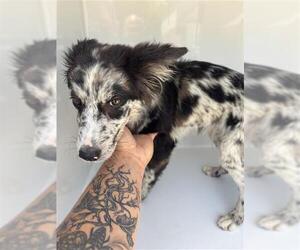 Australian Shepherd Dogs for adoption in Houston, TX, USA