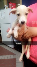 Medium Photo #1 Dachshund-Unknown Mix Puppy For Sale in Chico, CA, USA