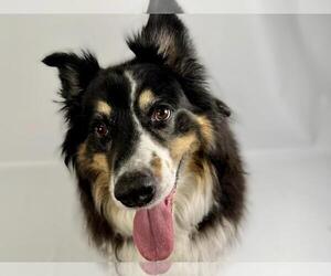 Border Collie-Unknown Mix Dogs for adoption in Fort Collins, CO, USA