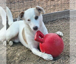 Mutt Dogs for adoption in Aurora, CO, USA