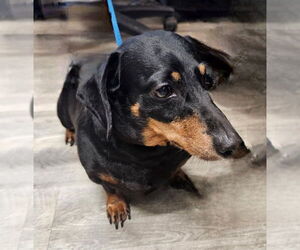 Dachshund Dogs for adoption in Ellijay, GA, USA