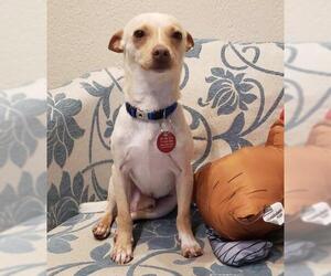 Chihuahua-Unknown Mix Dogs for adoption in Katy, TX, USA