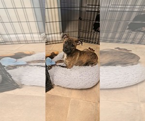 Mutt Dogs for adoption in pomfret, CT, USA