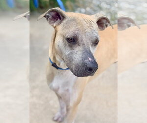 Mutt Dogs for adoption in Jackson , NJ, USA