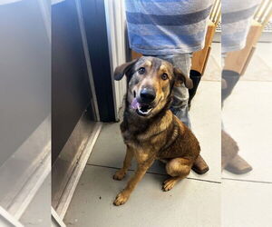 Mutt Dogs for adoption in Claremore, OK, USA