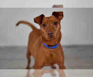 Miniature Pinscher Dogs for adoption in West Palm Beach, FL, USA