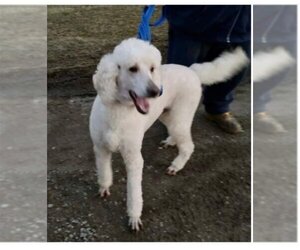 Poodle (Standard) Dogs for adoption in Germantown, OH, USA