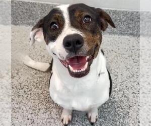 Pointer-Unknown Mix Dogs for adoption in Houston, TX, USA