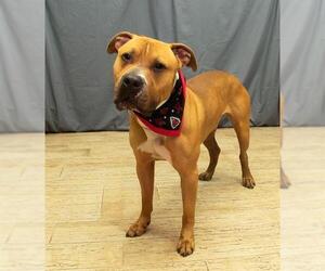 American Bulldog Dogs for adoption in Sanford, FL, USA