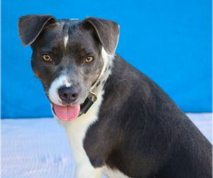 Mutt Dogs for adoption in Pasadena, CA, USA