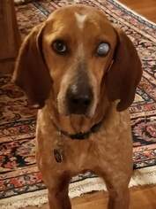 Coonhound Dogs for adoption in Dalzell, SC, USA