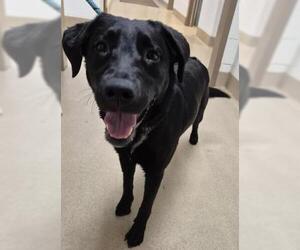 Labrador Retriever Dogs for adoption in Decatur, IL, USA