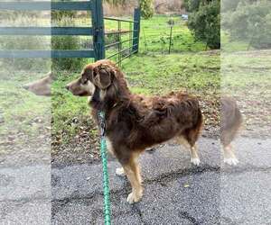 Australian Shepherd-Unknown Mix Dogs for adoption in Paso Robles, CA, USA