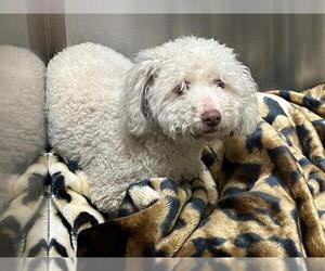 Poodle (Miniature) Dogs for adoption in Orange, CA, USA